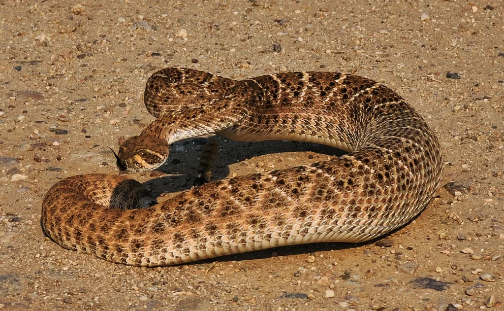 rattler